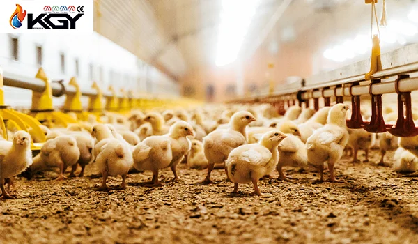پروژه های اجرایی مرغداری poultry farm projects